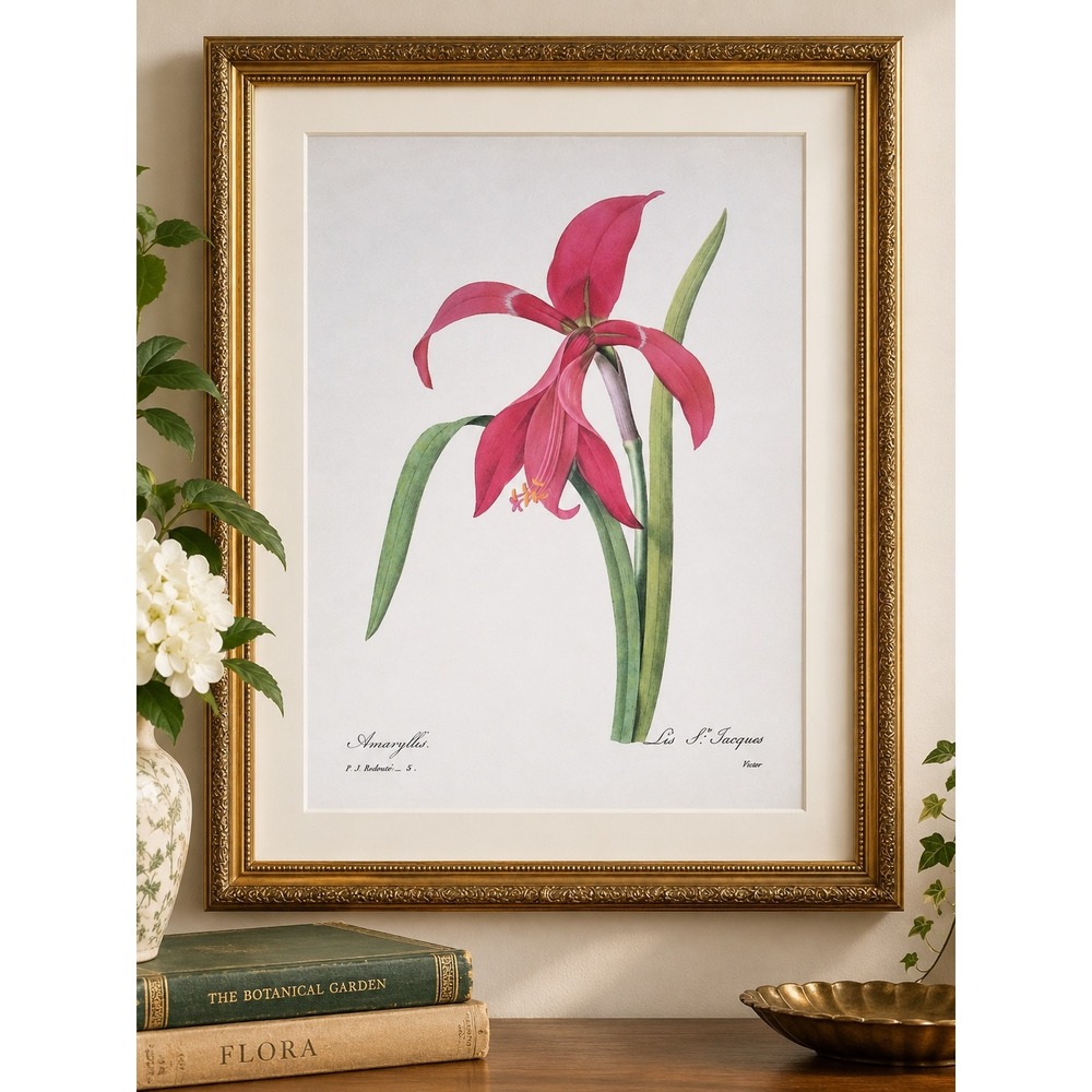 Redoute Amaryllis Lis St Jacques Botanical Flower Print Pink Lily Vtg Wall Art
